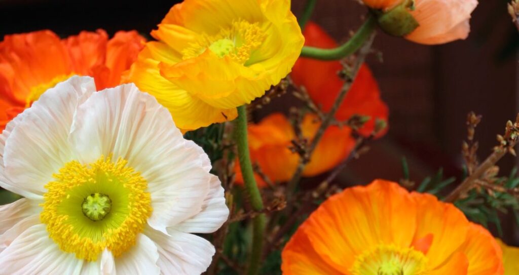Різноколірні квіти маку
