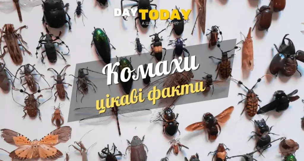 Цікаві факти про комах