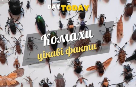 Цікаві факти про комах