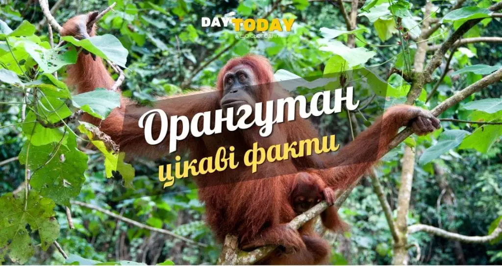 Цікаві факти про орангутанів
