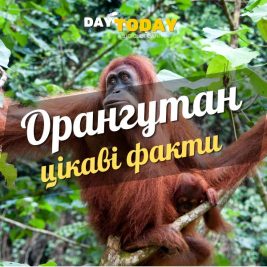Цікаві факти про орангутанів