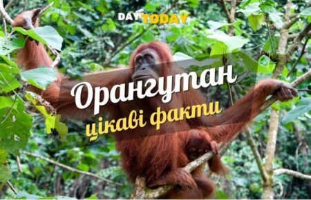 Цікаві факти про орангутанів