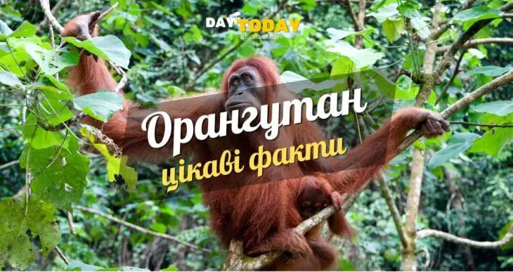 Цікаві факти про орангутанів