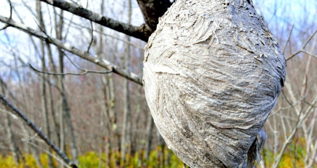 Гніздо шершнів