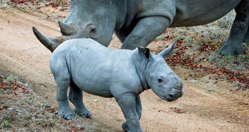 Дитинча носорога