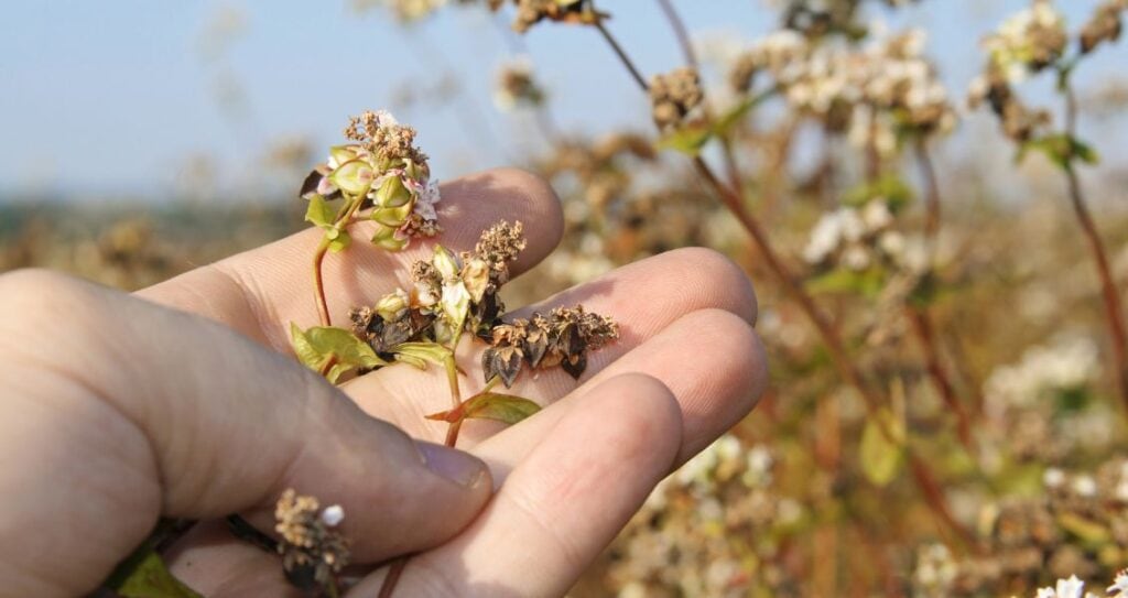 Насіння гречки