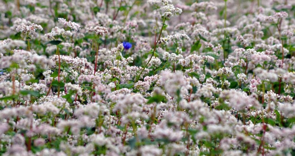 Квіти гречки