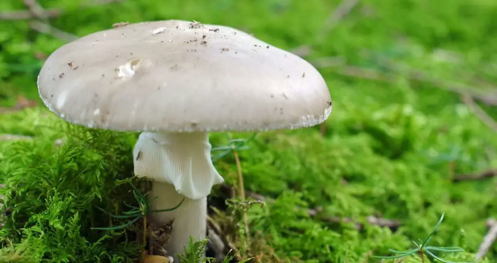 Бліда поганка або Мухомор зелений