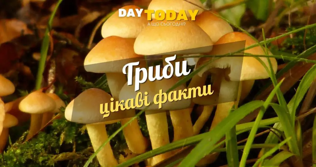 Цікаві факти про гриби оновлена