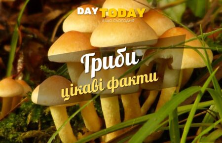 Цікаві факти про гриби оновлена