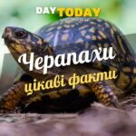 Цікаві факти про черепах