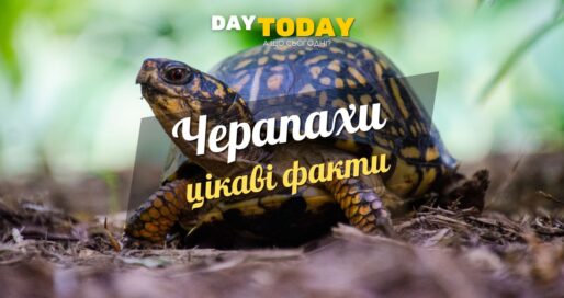 Цікаві факти про черепах