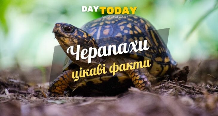 Цікаві факти про черепах