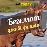 Цікаві факти про бегемотів