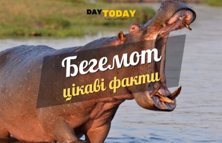 Цікаві факти про бегемотів