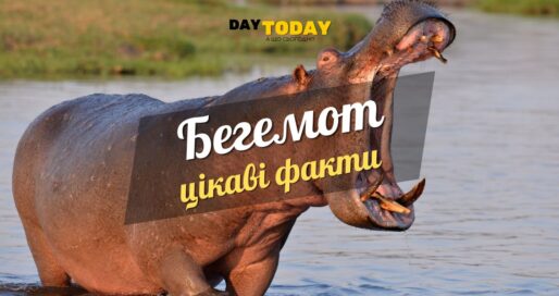 Цікаві факти про бегемотів