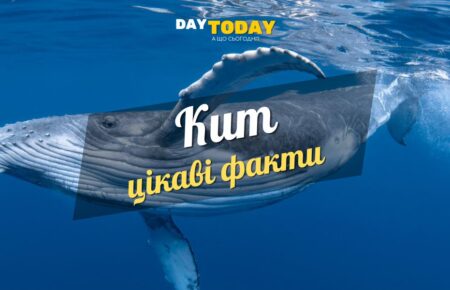 Цікаві факти про китів