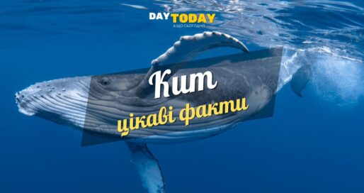 Цікаві факти про китів
