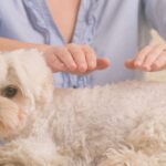 День носіння червоного одягу