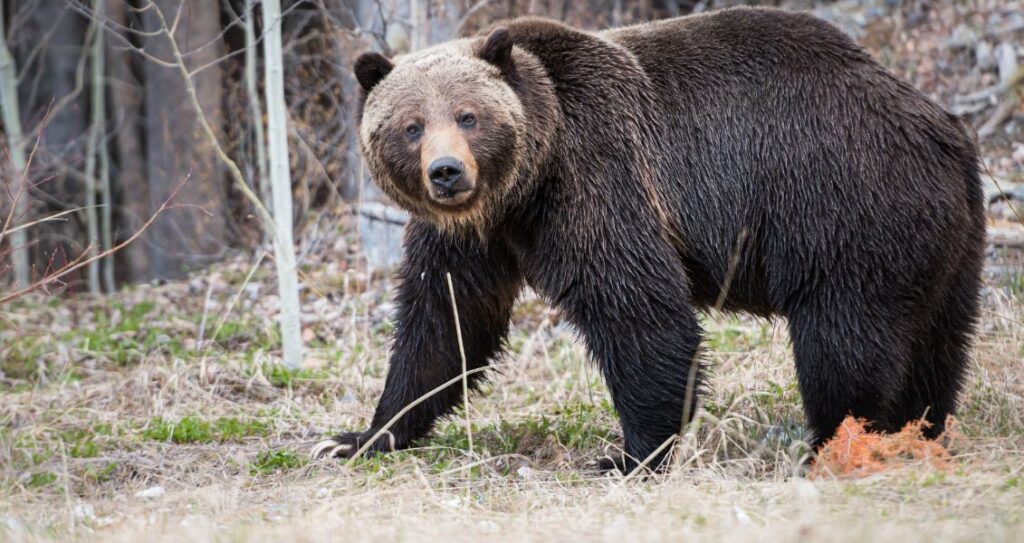 Грізлі ведмідь