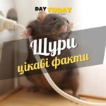 Цікаві факти про щурів