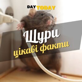 Цікаві факти про щурів