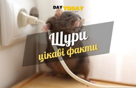 Цікаві факти про щурів