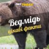 Цікаві факти про ведмедів