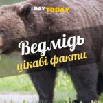 Цікаві факти про ведмедів