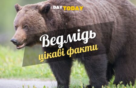 Цікаві факти про ведмедів