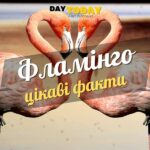 Цікаві факти про фламінго