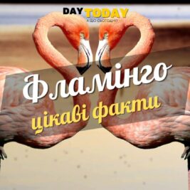 Цікаві факти про фламінго