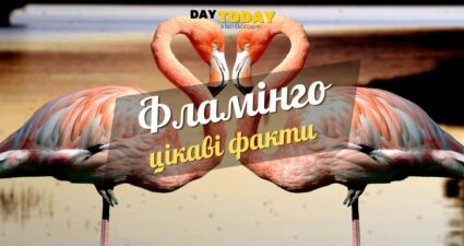 Ходімо далі? Наступна стаття