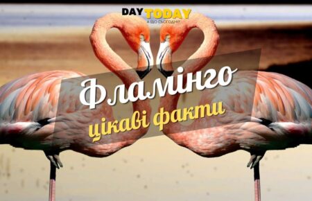 Цікаві факти про фламінго