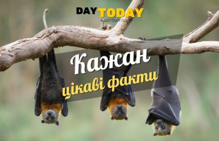 Цікаві факти про кажанів