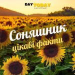 Цікаві факти про соняшники