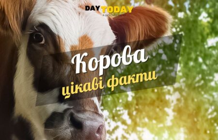 Цікаві факти про корів