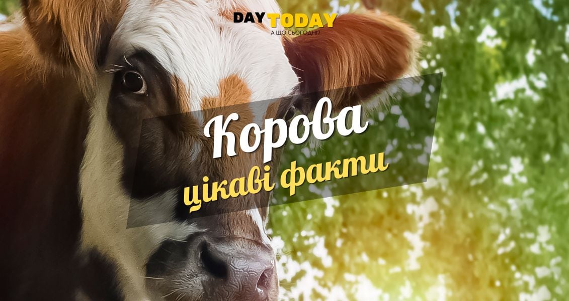 Цікаві факти про корів
