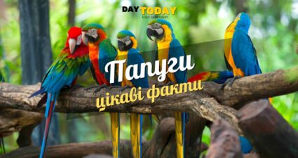 Ходімо далі? Наступна стаття