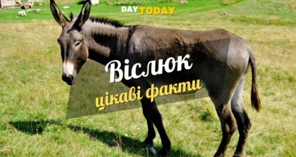 Ходімо далі? Наступна стаття