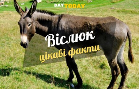 Цікаві факти про віслюків