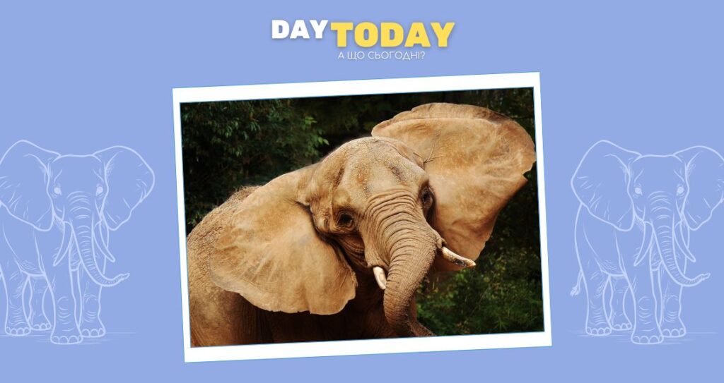 Навіщо слонам такі великі вуха