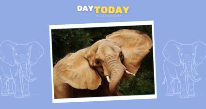 Ходімо далі? Наступна стаття