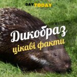 Цікаві факти про дикобразів