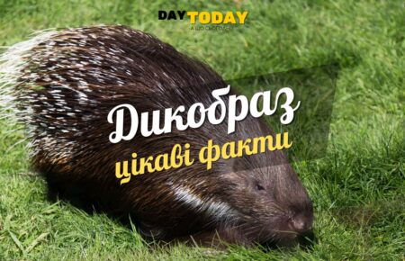 Цікаві факти про дикобразів