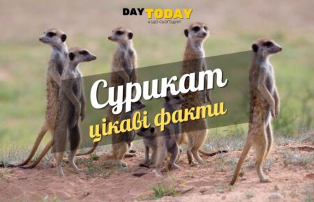 Цікаві факти про сурикатів