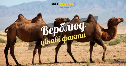 Ходімо далі? Наступна стаття