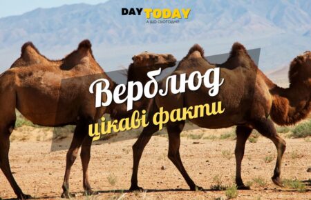 Цікаві факти про верблюдів