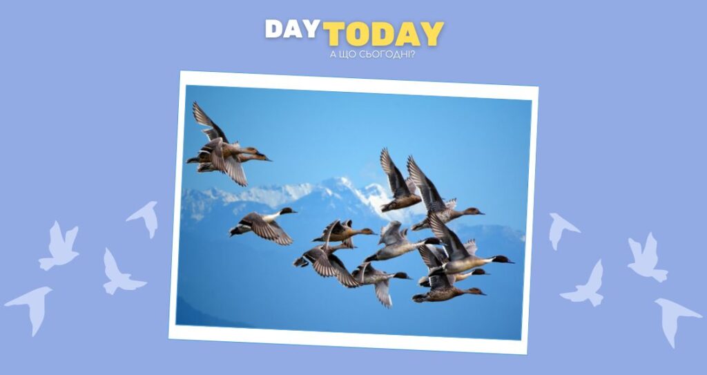 Як перелітні птахи знають, куди летіти?