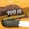 10 дивних тварин, у чиє існування важко повірити
